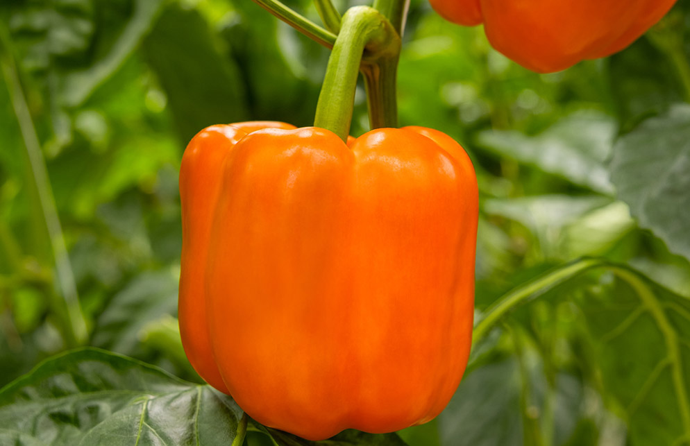 Oranje geblokte paprika Orsweety