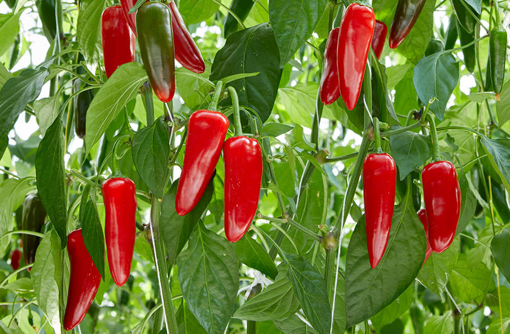 Jalapeño paprika Sujaki
