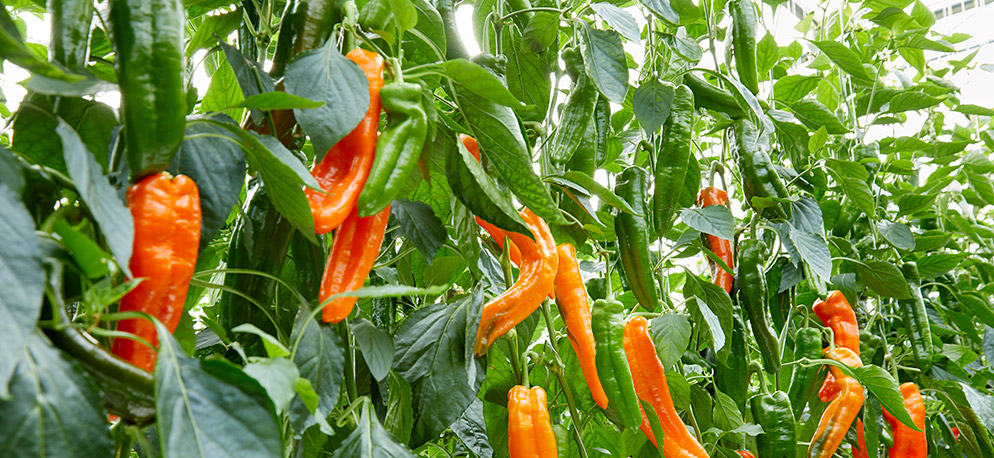 Conische paprika Terceira