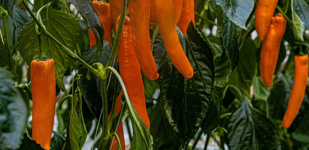 Oranje langconische paprika Tuvalu
