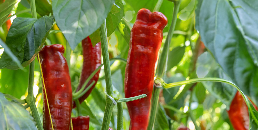 Langconische rode paprika Kiribati