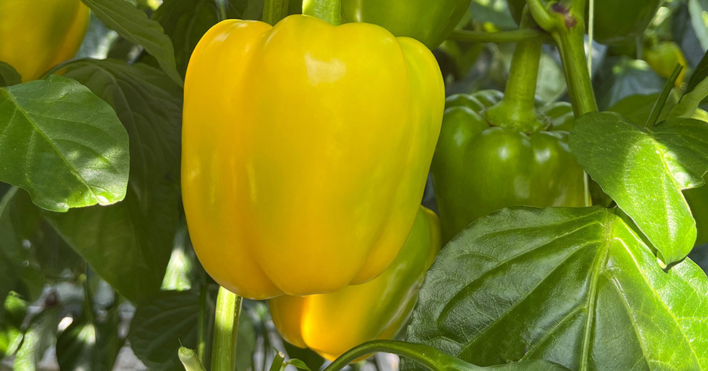 Geel geblokte paprika Pirate