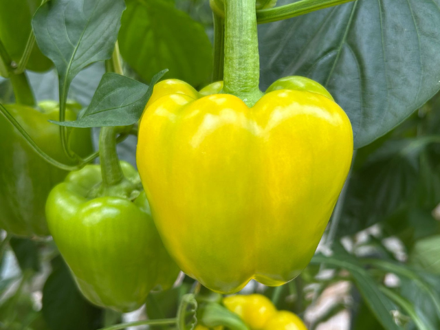 Het paprikaras Vivette