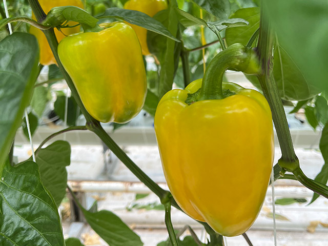 Gele blokpaprika Bente