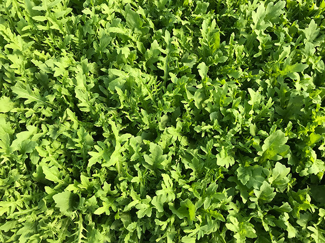 Rucola Mercezia