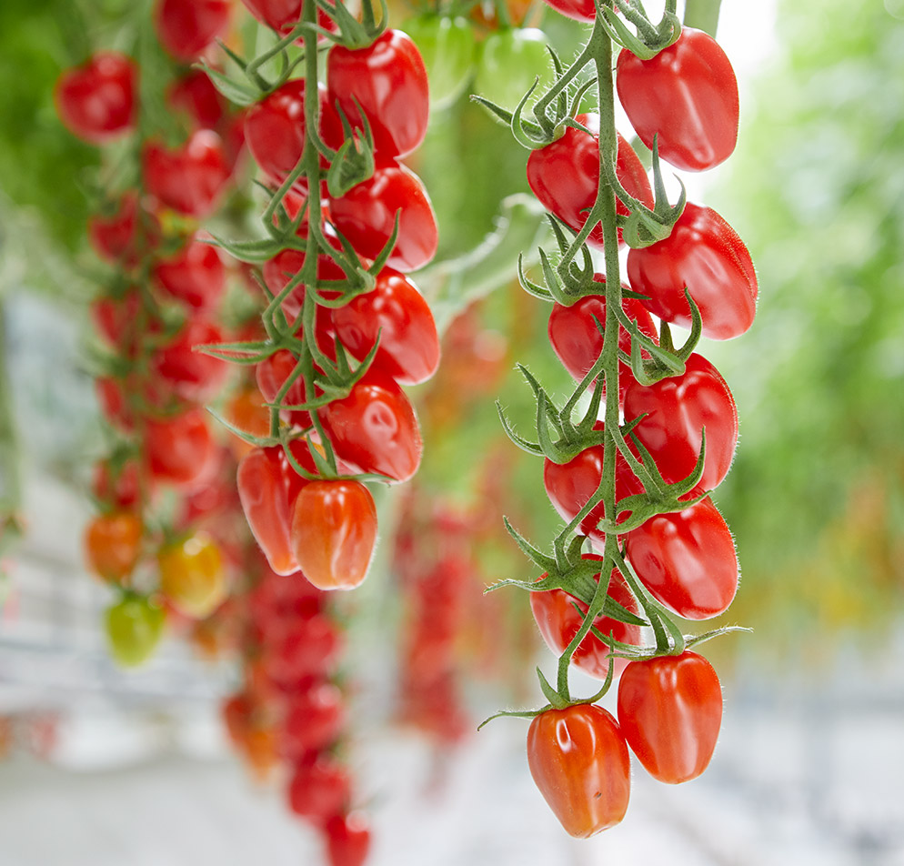 Tomate Cherry Sunstream Alon