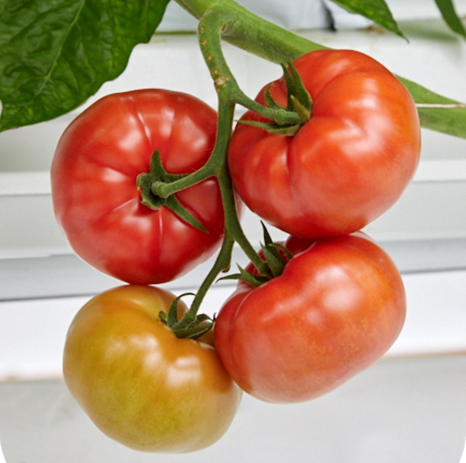 Lady Elliot - vleestomaat van Enza Zaden