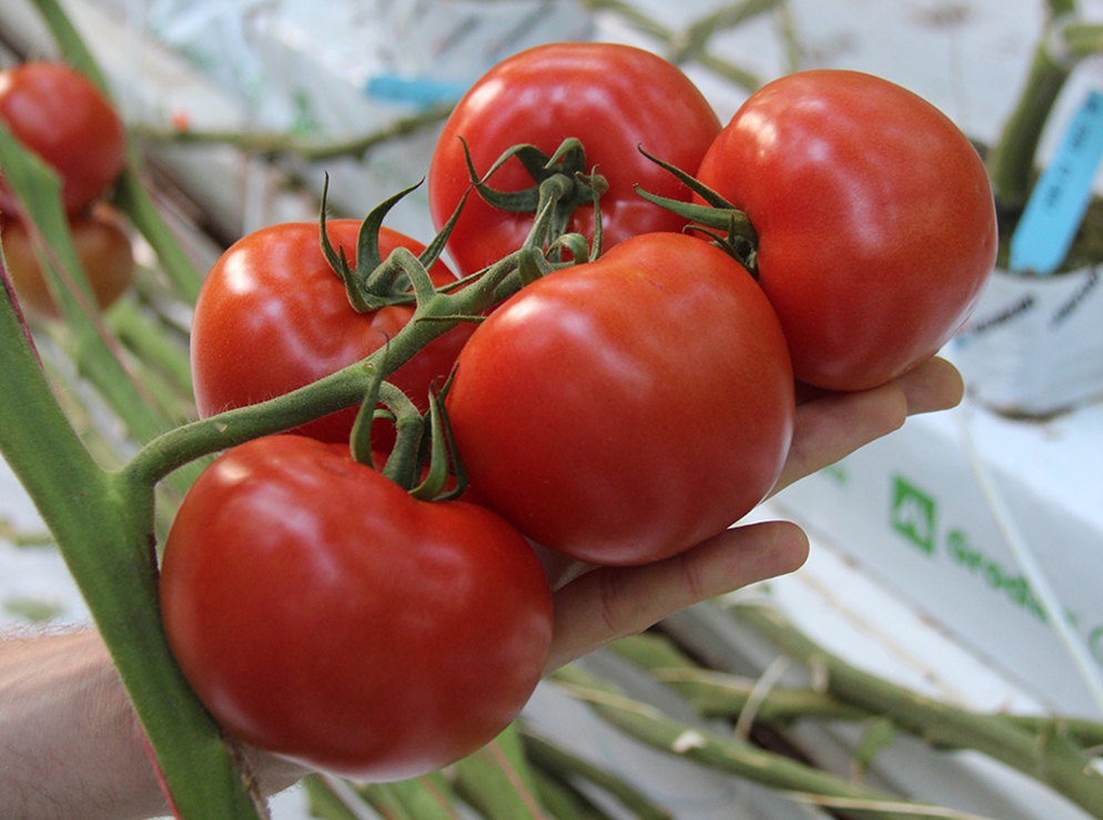 Cluster tomaat Fortitude