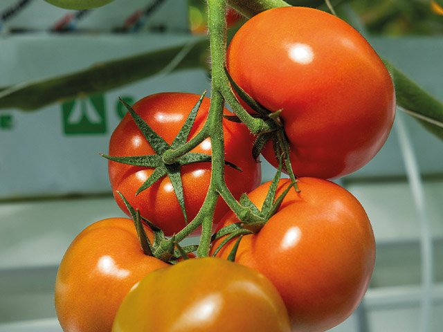 Manganaro tomaat van Enza Zaden