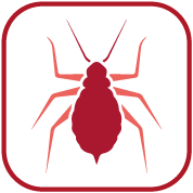 Nasonivia resistentie Nr:1