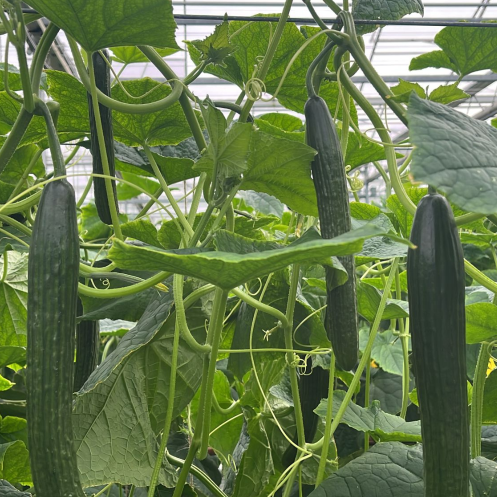 Dee Cision in greenhouse