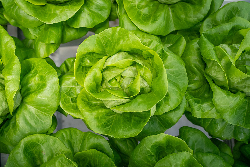 Botersla Bailey van bovenaf gezien