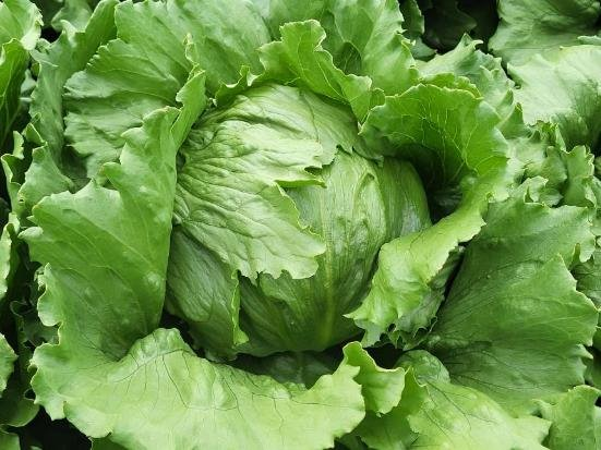 IJsbergsla Lenovia (E01E.13418)