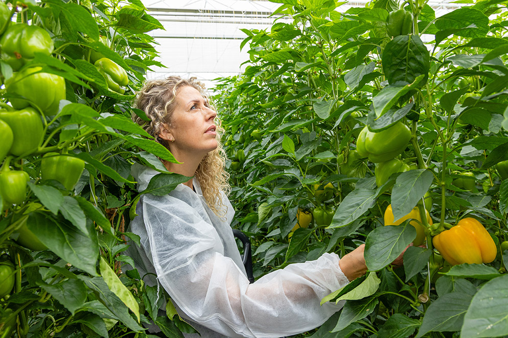 Teeltadviseur Irene van Schie beoordeelt de gele blokpaprika Viviette aan de plant in de kas