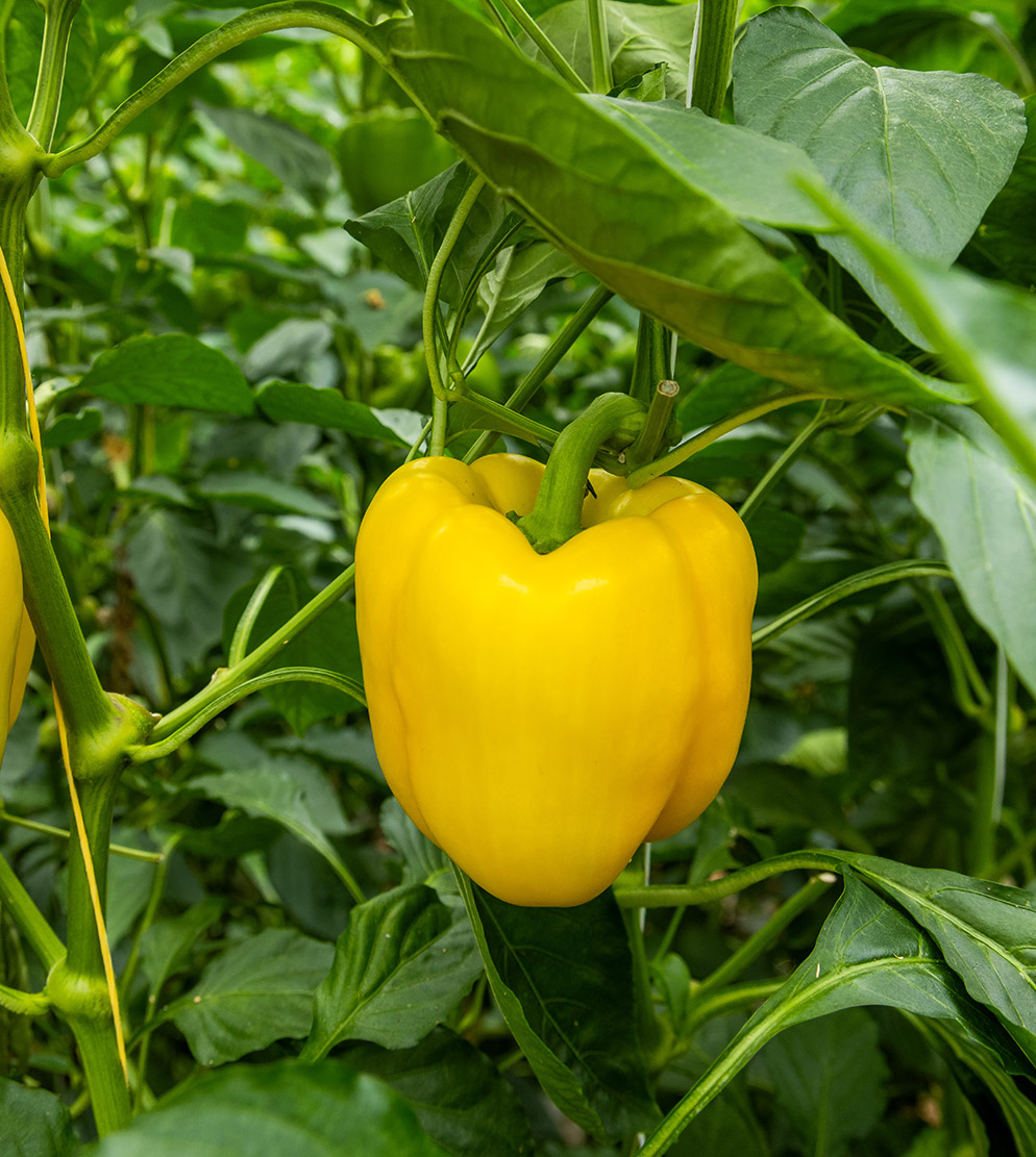 Gele blokpaprika Viviette 
