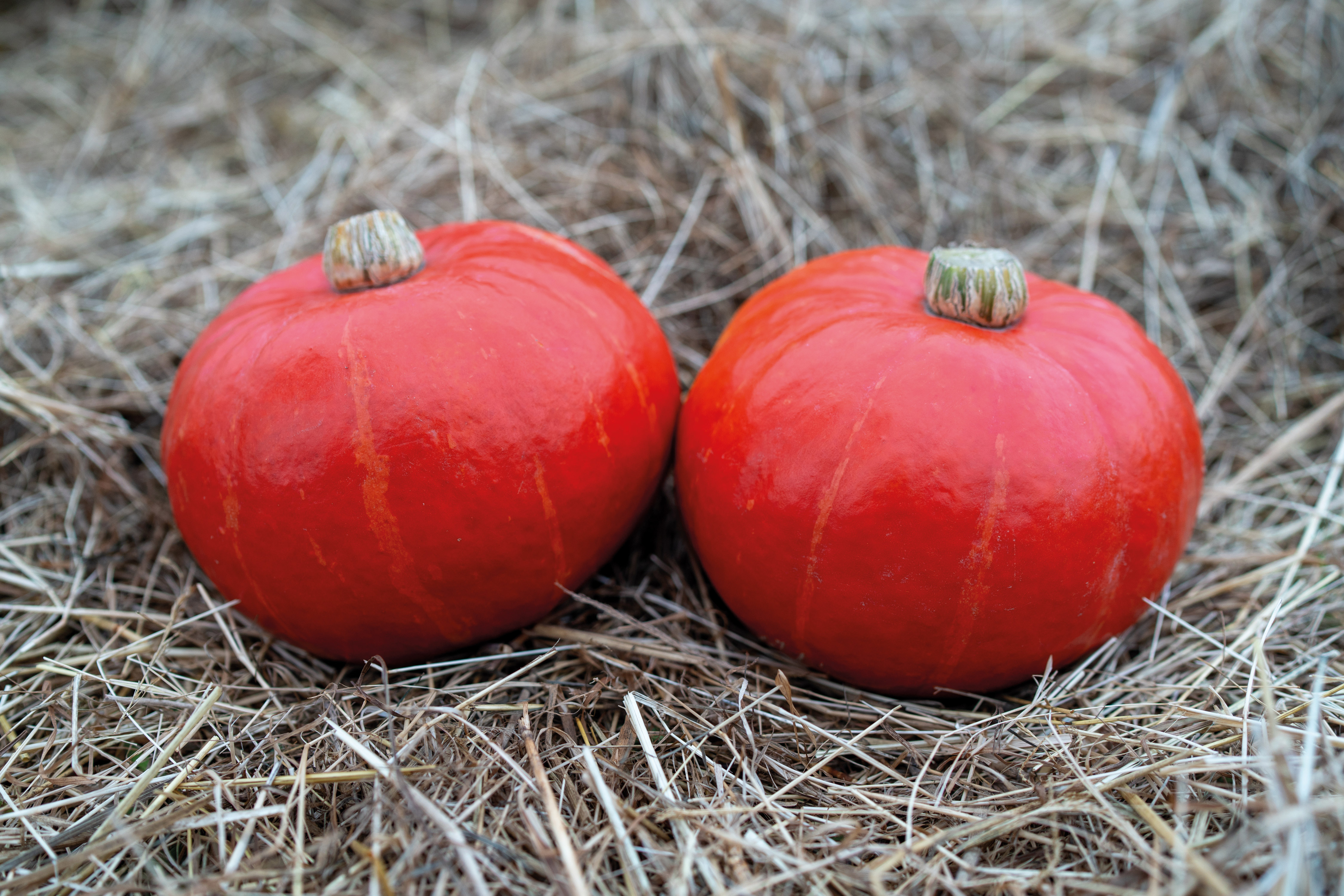 Hokkaido pompoen E30R.00148 van voren gezien