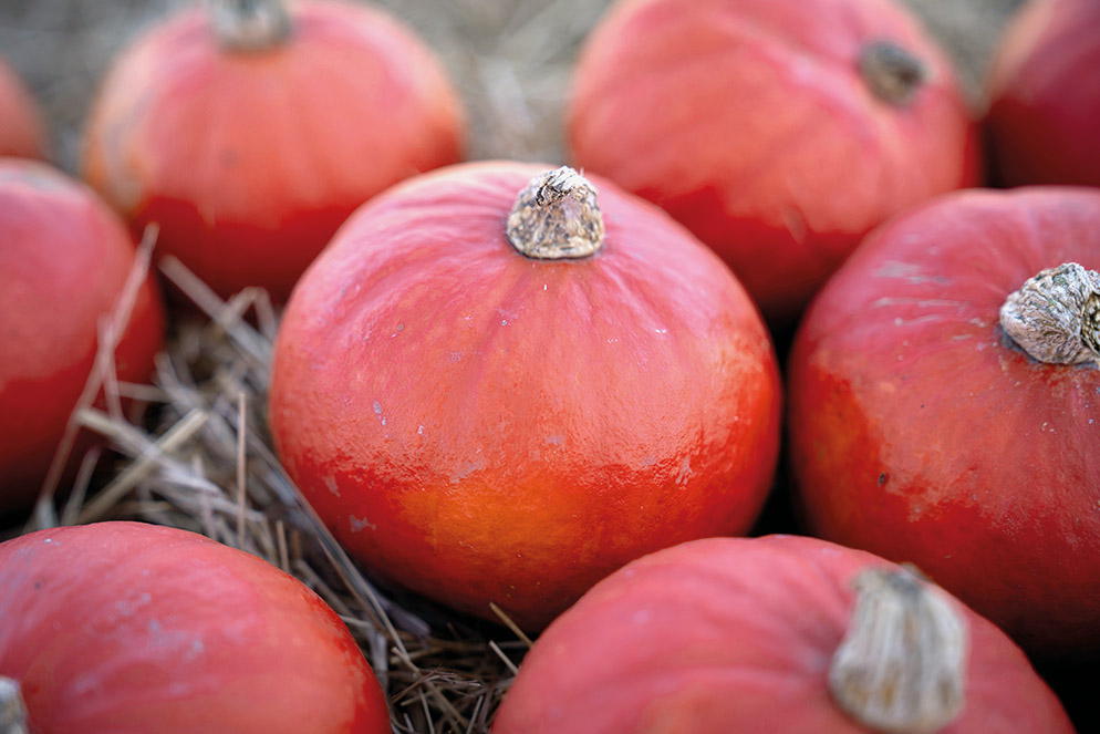 Hokkaido pompoen E30R.00148 van bovenaf gezien