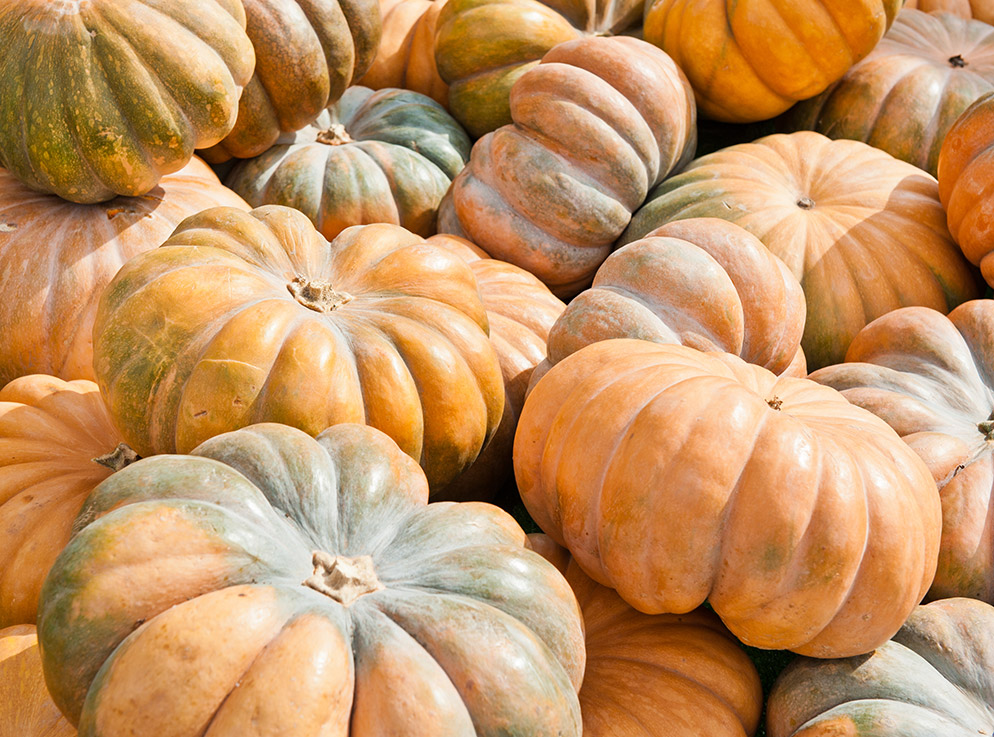 Pumpkin Musquée de Provence
