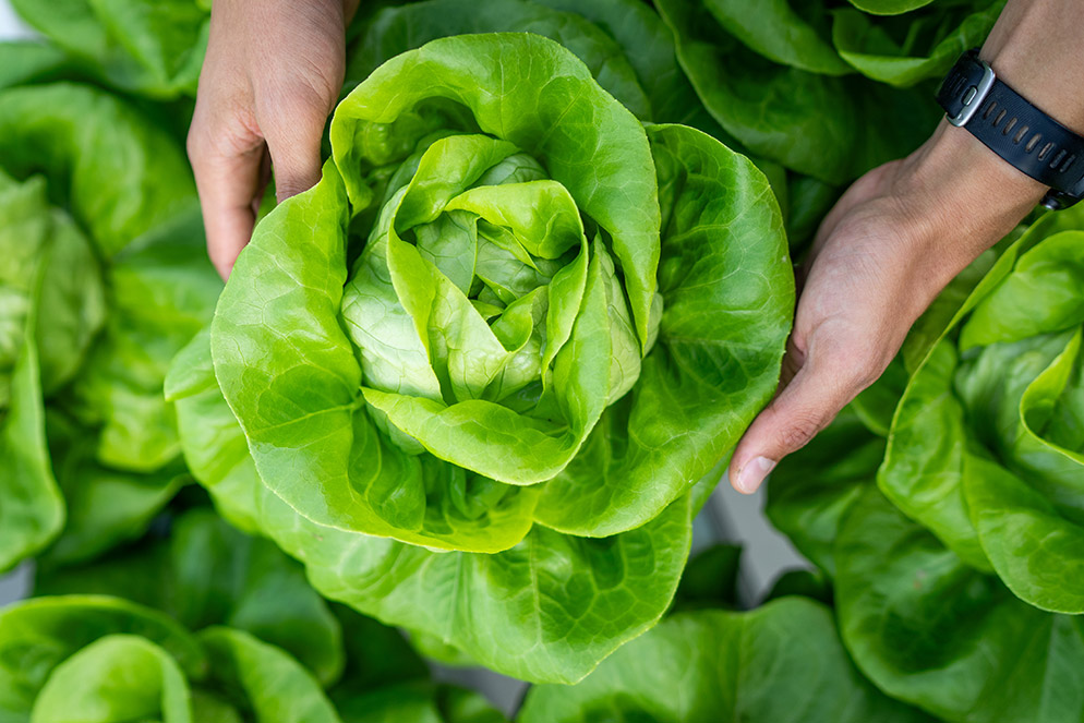 Holding a hydroponic butterhead lettuce in the hand