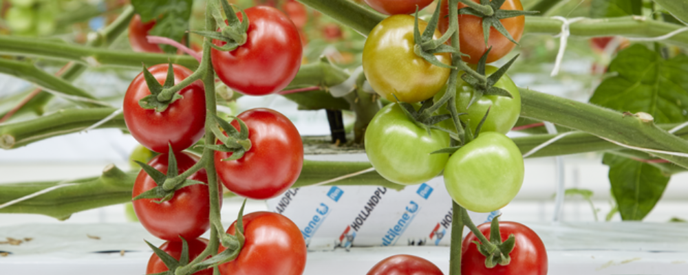 Tomatoes