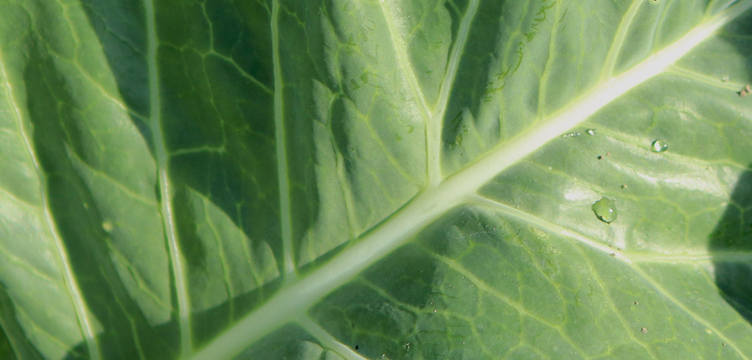 Cauliflower leaf
