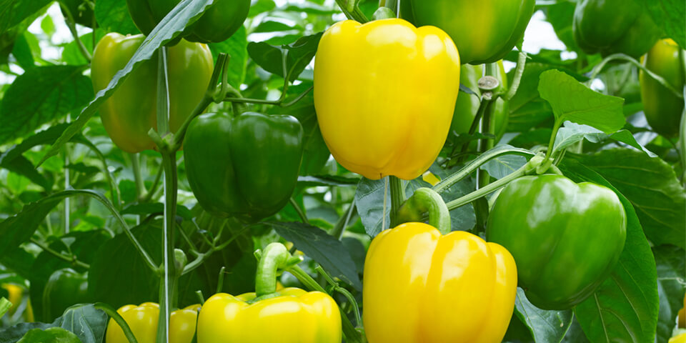 pepper, yellow, gialte