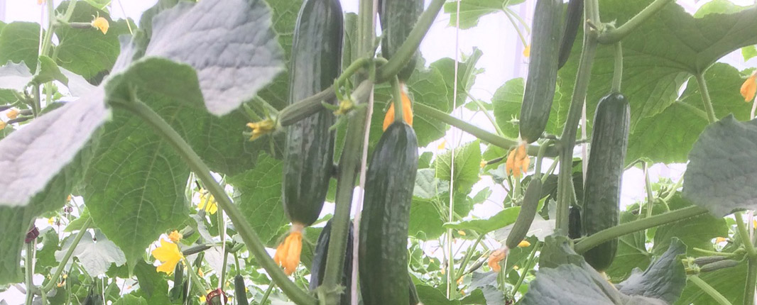 cucumber Katrina