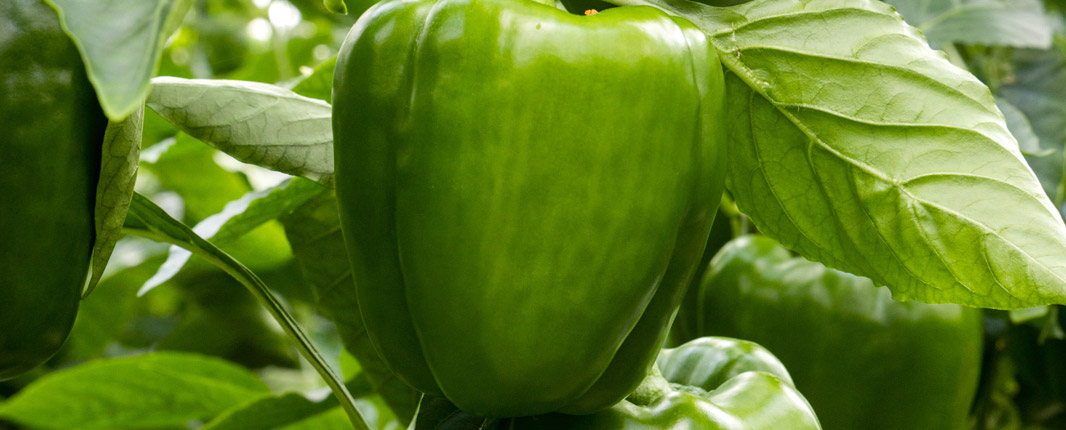 Het groene paprikaras Raymond (E20B.0385) 