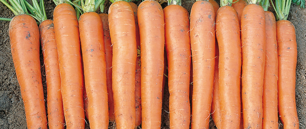 Carrot - Enza Zaden expands its product portfolio by acquiring carrot breeding program from German company Carosem