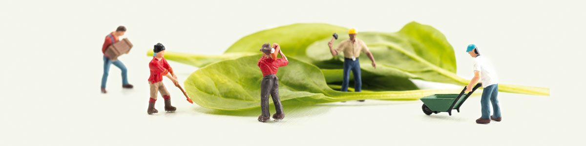 ENZA ZADEN AND SPINACH – MUSIC TO THE EARS