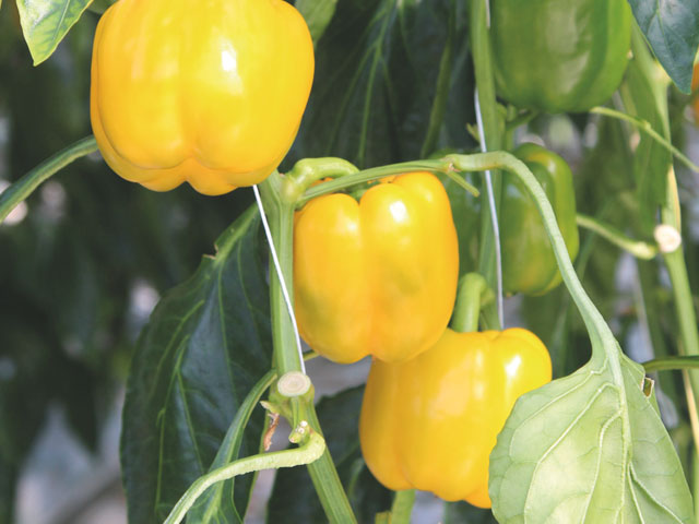 Naamgeving gele paprika Florate