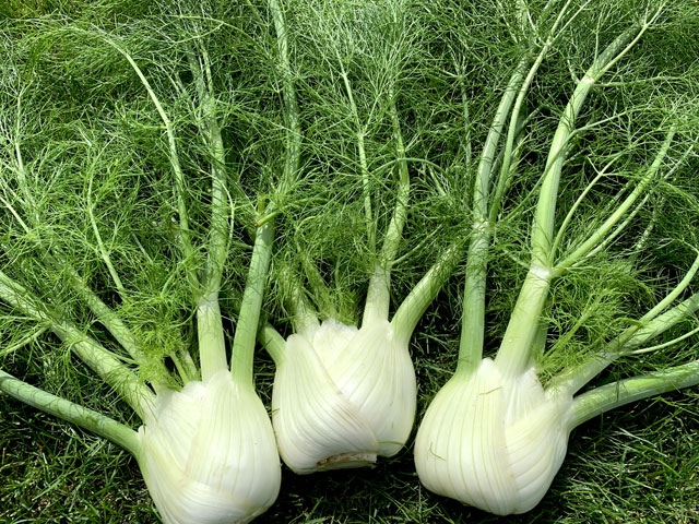 Fennel E68F0118