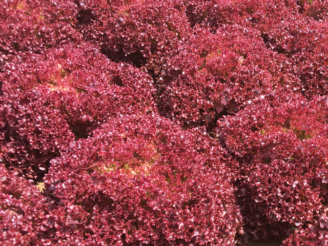 Lollo Rossa E01L.30627