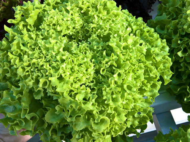 Lollo Bionda E01C.10743
