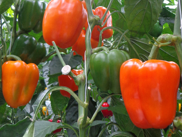 Enza Zaden: Oranje geblokte paprika Originale