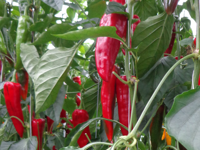 Red Conical pepper Alderney