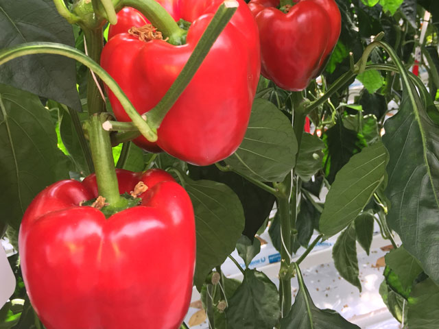 Rode geblokte paprika Marrubi