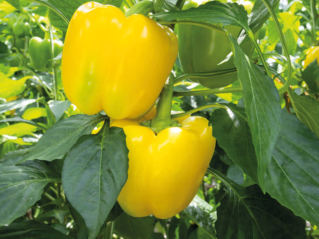 Yellow blocky pepper Solaste