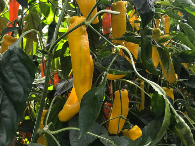 Gele conical paprika Lehou