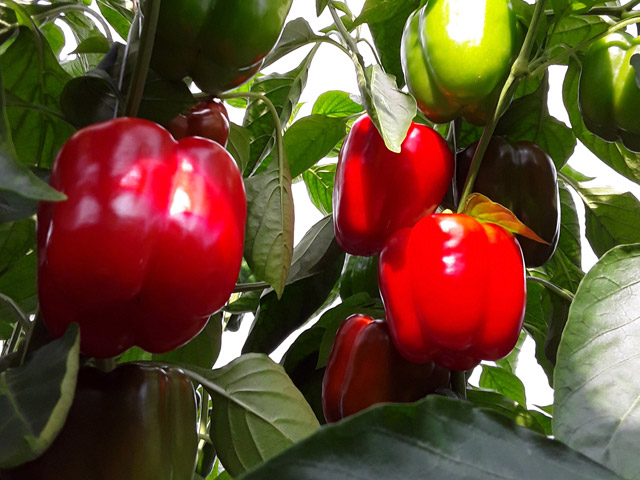 Rode geblokte paprika Malene