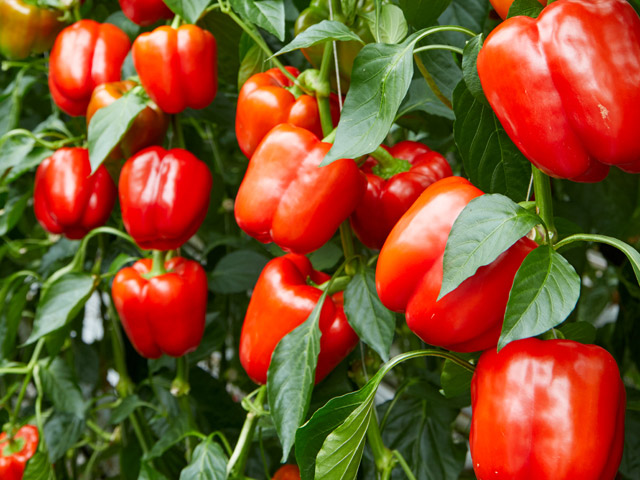 Rode geblokte paprika Malevi van Enza Zaden