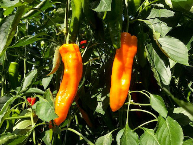 Oranje conical paprika Teceira