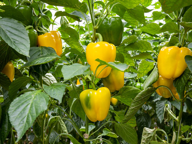 Gele geblokte paprika E20B.0426