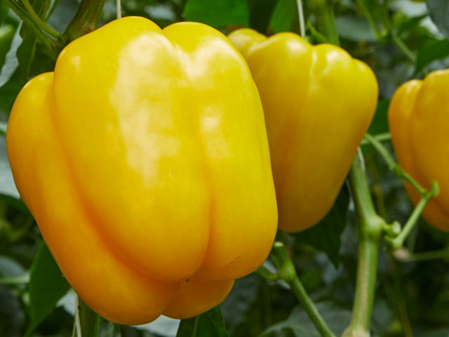 levente-yellow-blocky-pepper