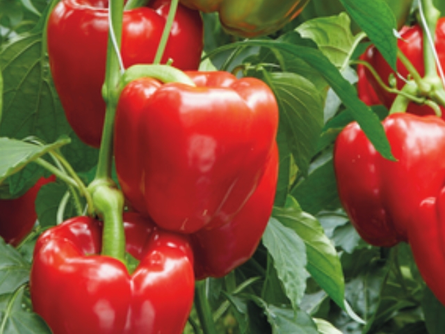 mallentra red blocky pepper