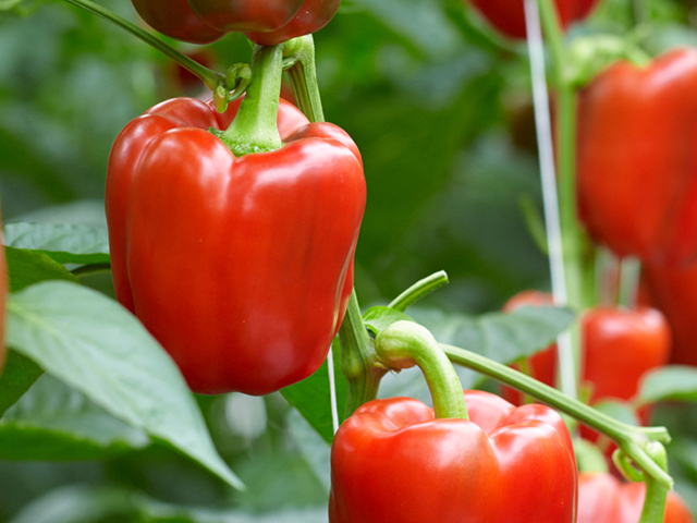 mavera, paprika,rood