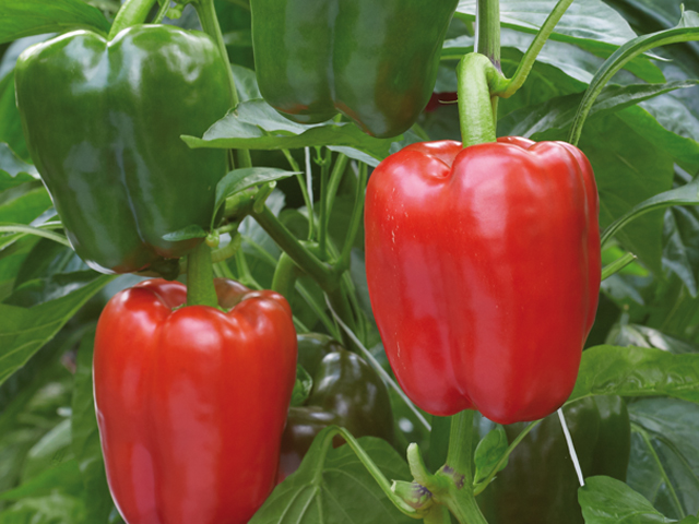 Enza Zaden: Rode paprika Maureno