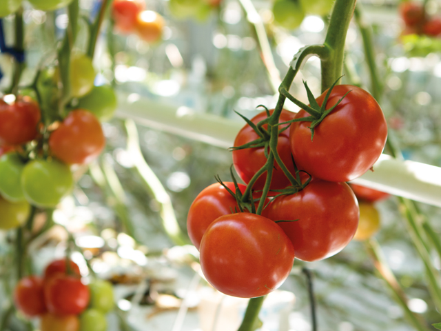 Tomato Martinique F1