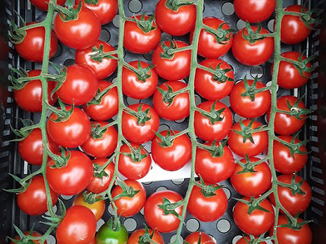 plum tomato E15C.43080