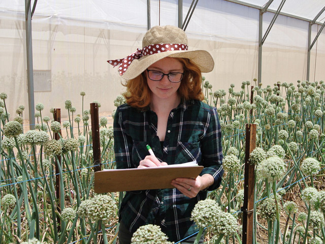 Stage of onderzoek in agrarische sector: persoon maakt aantekeningen in een veld met bloeiende uienplanten.
